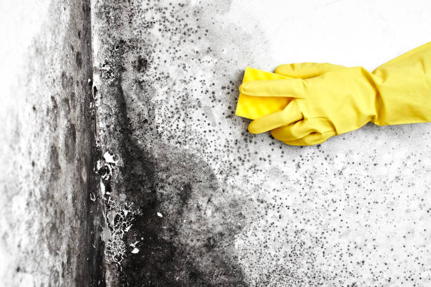 Best Industrial Mold Remediation  in Double Springs, AL