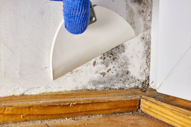 Reliable Double Springs, AL Mold Removal Solutions